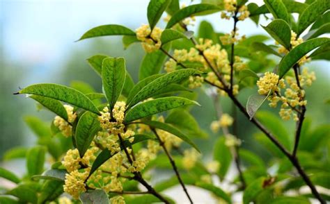 家種桂花|桂花種植指南：微酸土壤、適當澆水、適度遮蔭，打造。